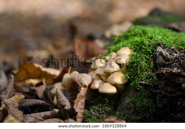 Beautiful close\
up of forest mushrooms, autumn season. Little fresh mushrooms,\
growing in Autumn Forest. Mushrooms and leaves in forest. Mushroom\
picking concept. Stump.\

