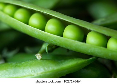 Beautiful Close Up Of Green Fresh Peas And Pea Pods. Healthy Food