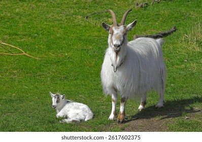 An beautiful close up image of a  mother and baby goat