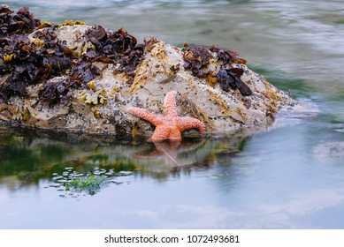 A beautiful close up image of a star fish in a tide pool