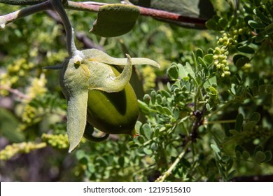 A Beautiful Close Up Of An Immature Green Female Jojoba Nut Growing Wild Along The Pima Canyon Trail With Cat's Claw Acacia In The Background. Tucson, Arizona, Summer Of 2018.