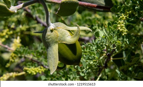 A Beautiful Close Up Of An Immature Green Female Jojoba Nut Growing Wild Along The Pima Canyon Trail With Cat's Claw Acacia In The Background. Tucson, Arizona, Summer Of 2018.