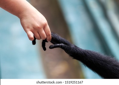 Beautiful Close Up Of The Interaction With Hands Of A Human With A Siamang (Symphalangus Syndactylus) Gibbon Monkey