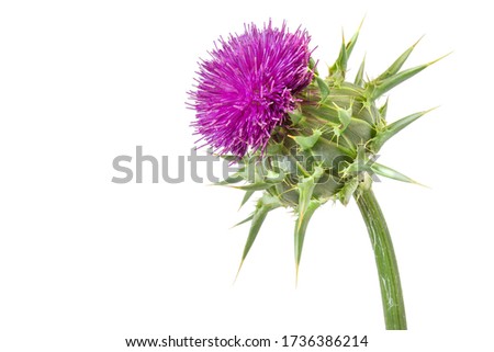beautiful close up medical plants milk thistle (Silybum marianum) flower isolated on a white background.