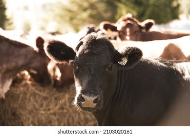 Beautiful Close Up On A Curious Black Angus Cow Eating Hay With Other Cows In Summer Pasture