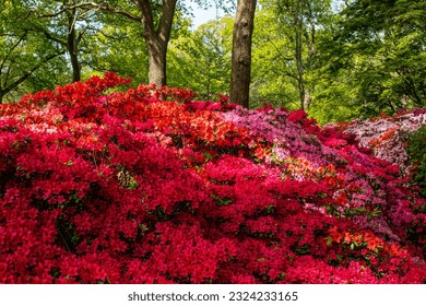 Beautiful close up photo of flowers in park - Shutterstock ID 2324233165
