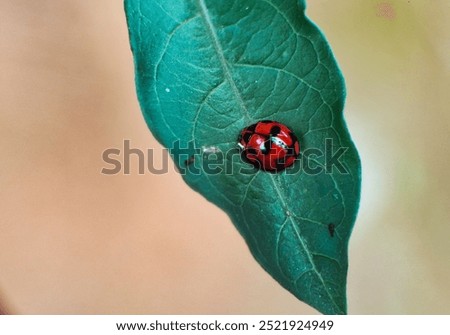 Similar – ladybird larva Environment