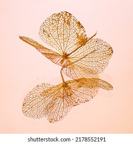 Beautiful Close Up Photo Of The Skeleton Of A Hydrangea Leaf On A Mirror. The Photo Has Fragility And Strength. Soft Pastel Shades Have Been Used.