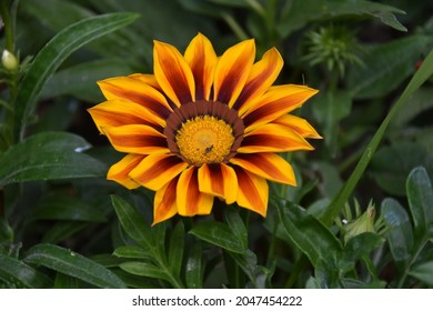 A beautiful close up photograph of a yellow and orange treasure flower