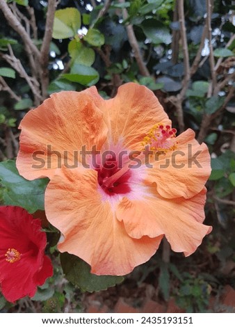 Beautiful close up picture of yellow hibiscus flower, beautiful yellow flower for background, rose mallow