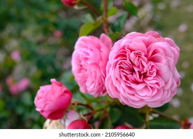 Beautiful close up pink roses, rosa gertrude jekyll, growth in garden at Hamamatsu, Japan with green leaves blurred background