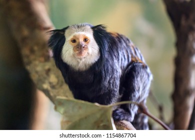 Beautiful close up portrait of the white-headed marmoset (Callithrix geoffroyi), aka the tufted-ear marmoset or Geoffroy's marmoset, endemic to Brazil.