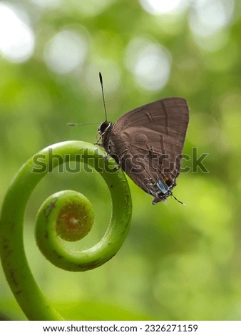 beautiful close up of Rapala Manea butterfly. bokeh and blur background. Stock photo © 