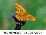 Beautiful close up of a Silver-Washed Fritillary butterfly sitting on a flower glowing in bright sunlight with its wings spread,