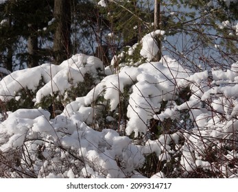 Beautiful Close Up Of Snow On Trees In Vancouver's Stanley Park In The Winter.