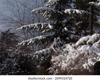 Beautiful Close Up Of Snow On Trees In Vancouver's Stanley Park In The Winter.