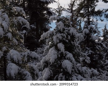 Beautiful Close Up Of Snow On Trees In Vancouver's Stanley Park In The Winter.