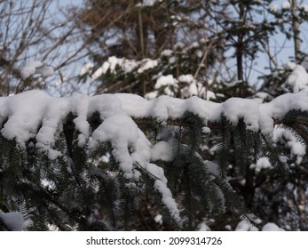 Beautiful Close Up Of Snow On Trees In Vancouver's Stanley Park In The Winter.