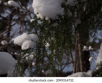 Beautiful Close Up Of Snow On Trees In Vancouver's Stanley Park In The Winter.