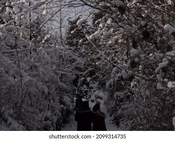 Beautiful Close Up Of Snow On Trees In Vancouver's Stanley Park In The Winter.