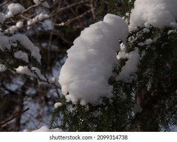 Beautiful Close Up Of Snow On Trees In Vancouver's Stanley Park In The Winter.