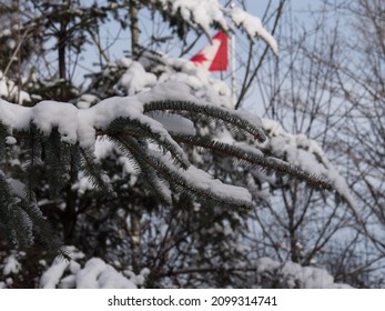 Beautiful Close Up Of Snow On Trees In Vancouver's Stanley Park In The Winter.