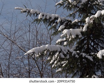 Beautiful Close Up Of Snow On Trees In Vancouver's Stanley Park In The Winter.