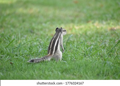Beautiful close up squirrel with grass background picture.