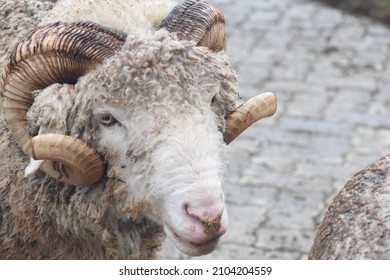 Beautiful Close Up View Of Merino Breed Domestic Sheep In Farm