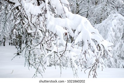 Beautiful Close Up View On Winter Forest In Sunny Day.  