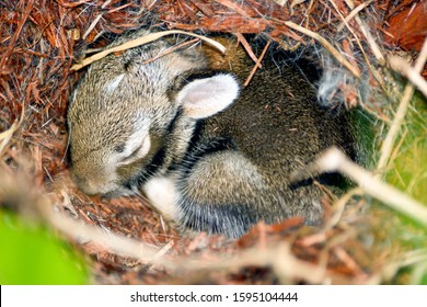 a beautiful close up of a wild baby newborn Eastern Cotton Tail Rabbit Bunny in its nest.