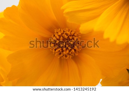 Similar – Image, Stock Photo El centro Yellow Flower