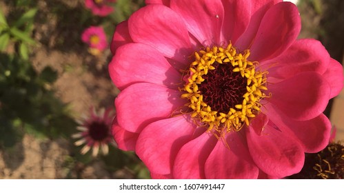 A Beautiful Close Up Zinnia Flower  Picture Taken By Mobile Device.