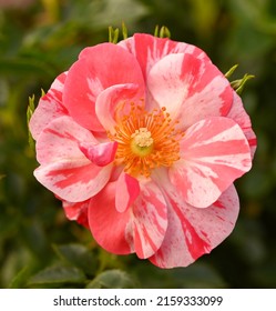 Beautiful close-up of a bicolor rose, Sint-Pieters-Leeuw, Belgium