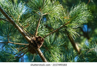 Beautiful close-up of brown cones on branch of Japanese pine Pinus parviflora Glauca. Beautiful pine with original two-tone green and silvery pine needles. Nature concept for design - Shutterstock ID 2157490183