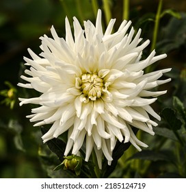 Beautiful Close-up Of A Cactus Dahlia