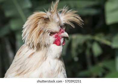 Portrait Beautiful Singing Cock Closeup Polish Stock Photo (Edit Now ...