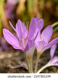 Beautiful Close-up Of Colchicum Autumnale