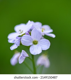 Beautiful Close-up Of A Cuckoo Flower