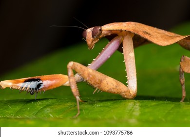 Beautiful Closeup Dead Leaf Mantis Deroplatys Stock Photo 1093793054 ...