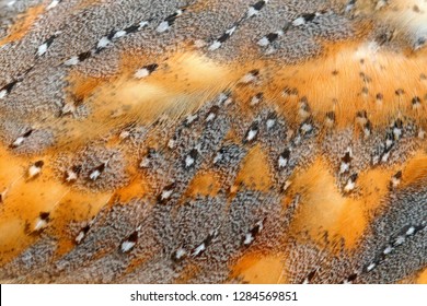 Beautiful close-up detail of barn owl plumage. Barn owl, Tyto alba, nice bird in the nature habitat. Owl from United Kingdom, detail of feathers. 