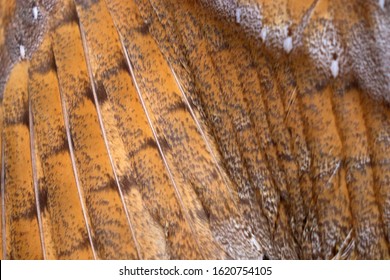 Beautiful close-up detail of barn owl plumage, Barn Owl wings with beautiful texture