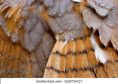 Beautiful Close-up Detail Of Barn Owl Plumage, Barn Owl Wings With Beautiful Texture