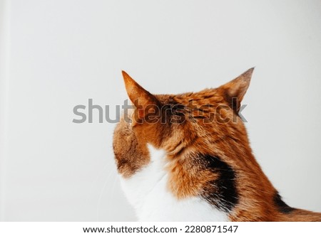 A beautiful close-up of a domestic cat; looking pensively with its ears perked and whiskers twitching; capturing all the attention.