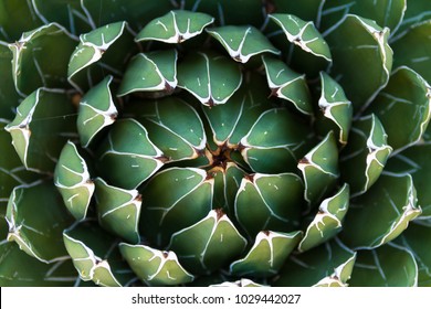 Beautiful close-up of a flowering Green Victoria Agave Cactus.