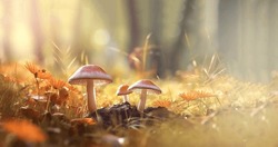 Beautiful Closeup Of Forest Mushrooms In Grass, Autumn Season. Little Fresh Mushrooms, Growing In Autumn Forest. Mushrooms And Leafs In Forest. Mushroom Picking Concept. Magical 