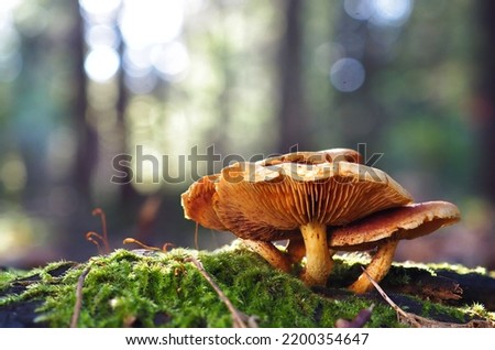 beautiful closeup of forest mushrooms in grass, autumn season. little fresh mushrooms, growing in Autumn Forest. mushrooms and leafs in forest. Mushroom picking concept.