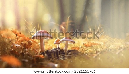 beautiful closeup of forest mushrooms in grass, autumn season. little fresh mushrooms, growing in Autumn Forest. mushrooms and leafs in forest. Mushroom picking concept. Magical 