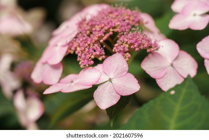 Beautiful Closeup Of French Hydrangea 'French Bolero'