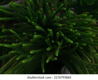 Beautiful Close-up Front View Of Green Norfolk Island Pine Leaves.